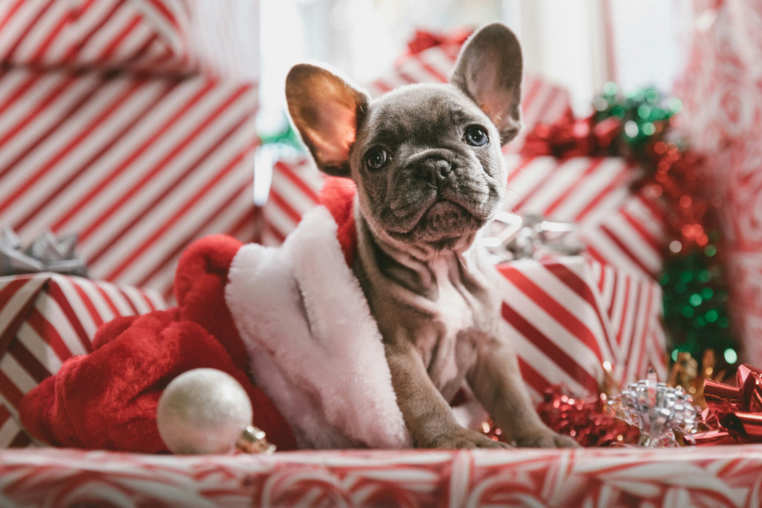 Navidad