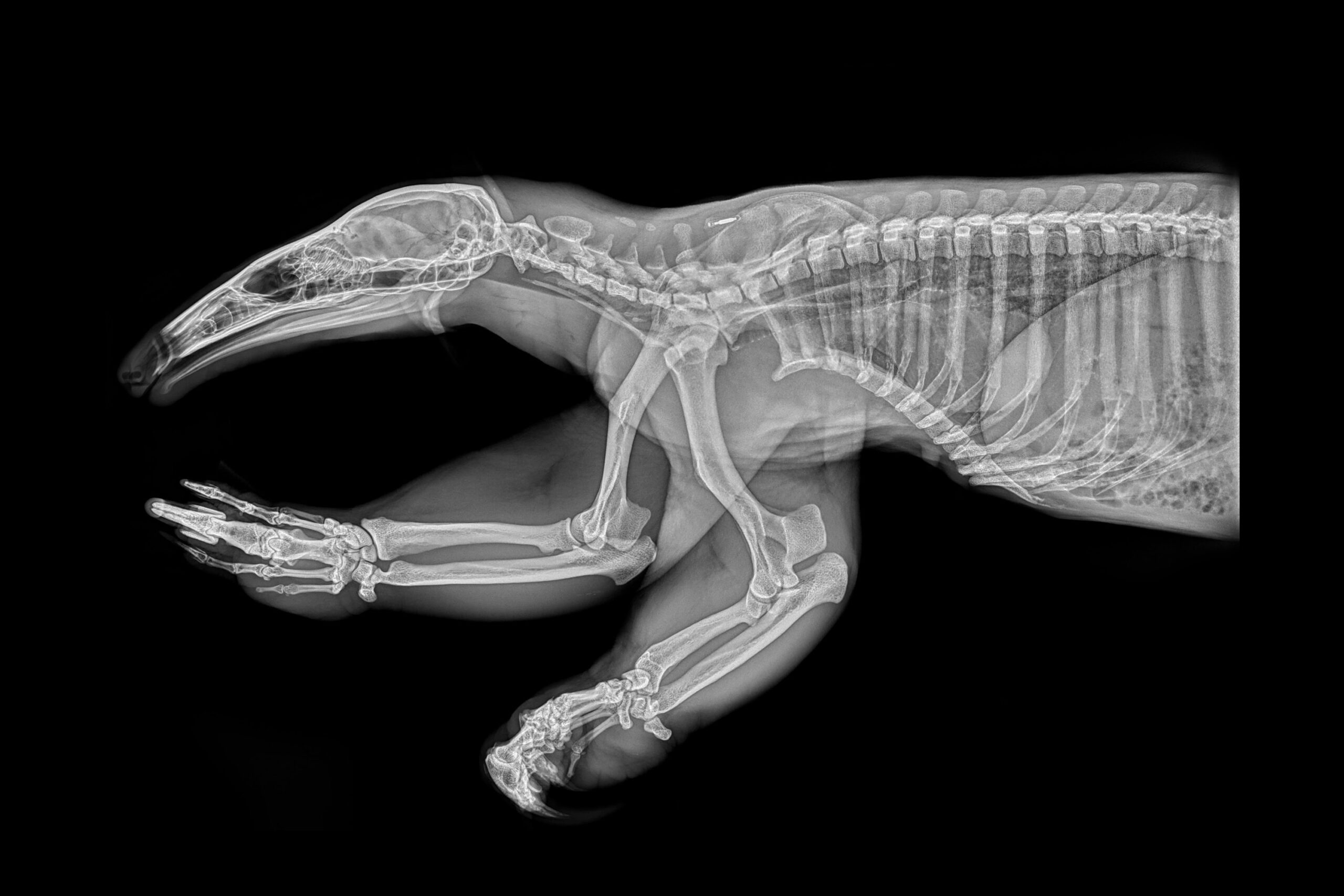 Esqueletos de animales. Mira qué impresionantes son.